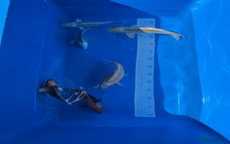Koi Carp fish for sale: Various koi carp - Image 22
