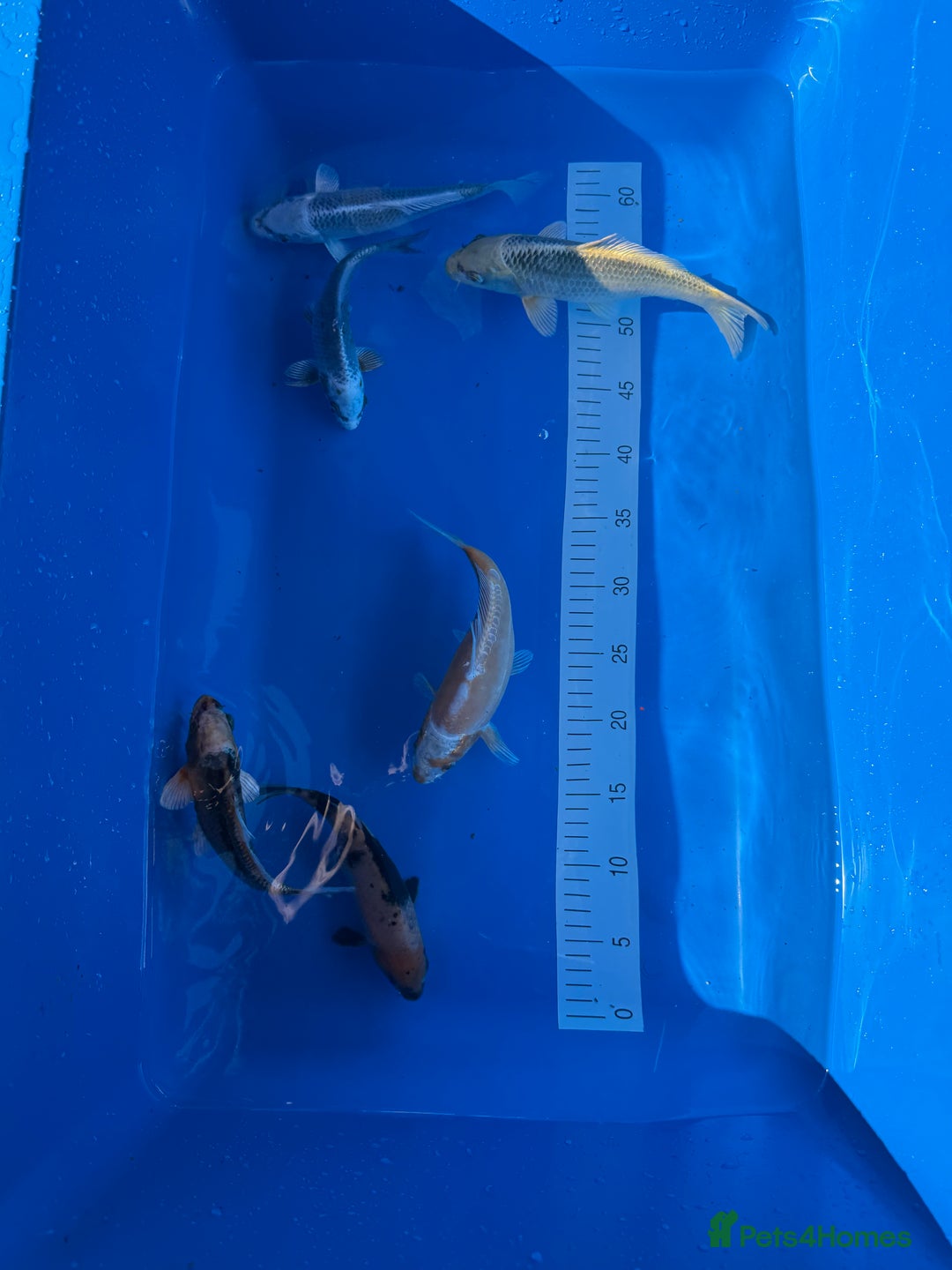 Koi Carp fish for sale: Various koi carp - Image 22