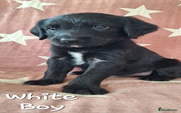 Australian Labradoodle dogs for sale: Miniture labradoodle puppies available  - Image 11