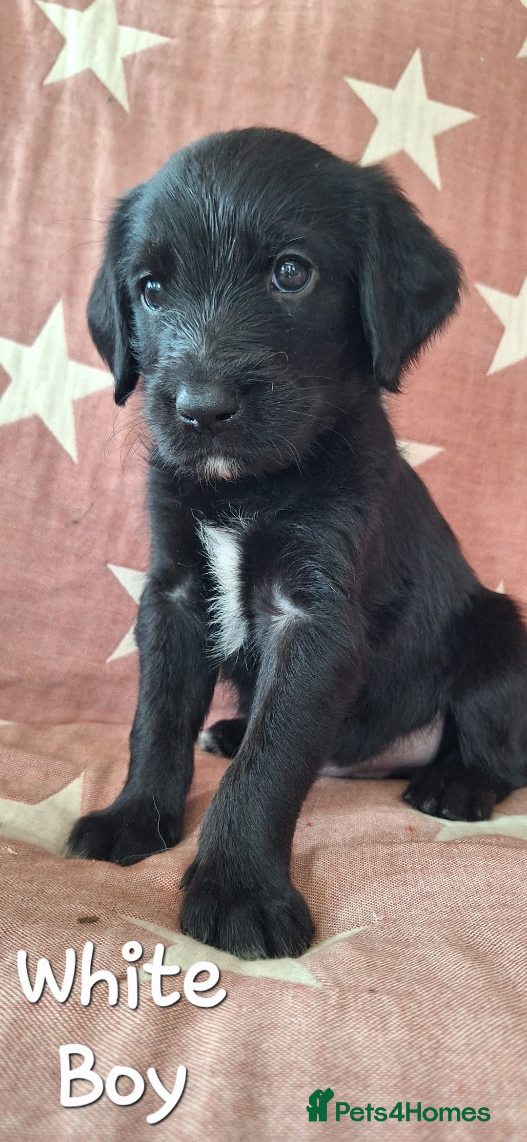 Australian Labradoodle dogs for sale: Miniture labradoodle puppies available  - Image 11