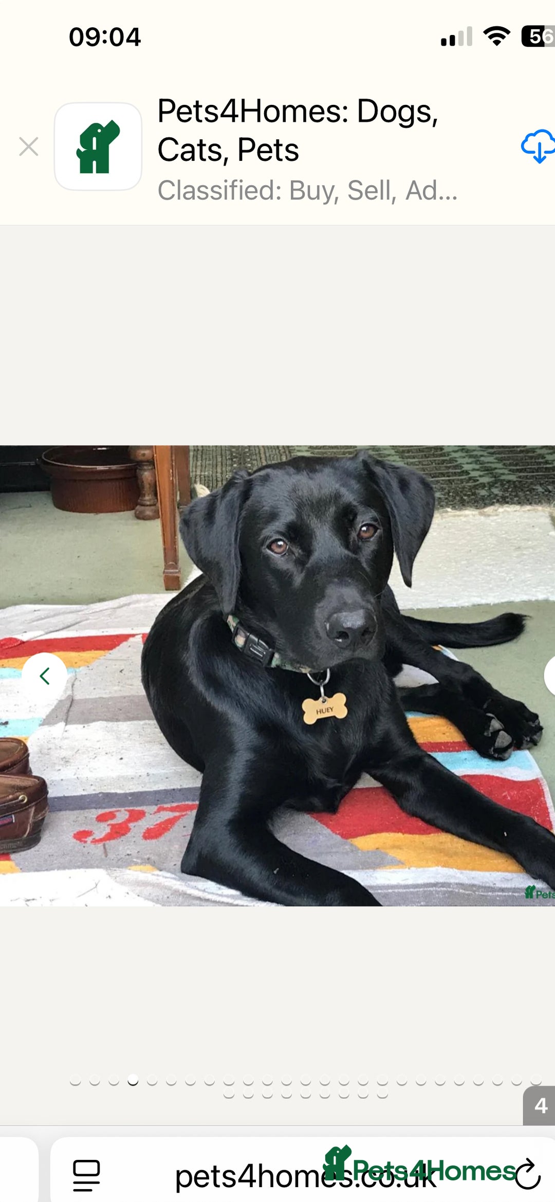 Labrador Retriever dogs for sale: Home bred labrador puppies - Advert 9