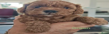 Schnoodle (Mr Green)
