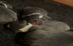 Staffordshire Bull Terrier dogs for sale: KC Blue and White Staffys - Image 8