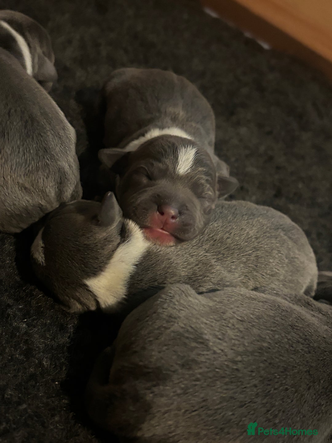 Staffordshire Bull Terrier dogs for sale: KC Blue and White Staffys - Image 8
