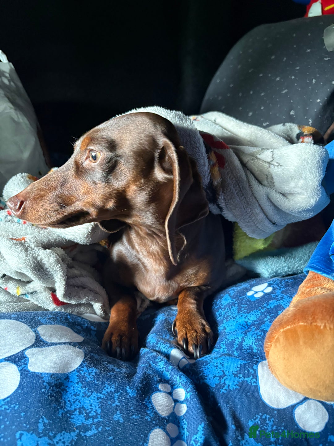 Miniature Dachshund dogs for stud: Miniature Dachshund STUD dog  - Advert 11