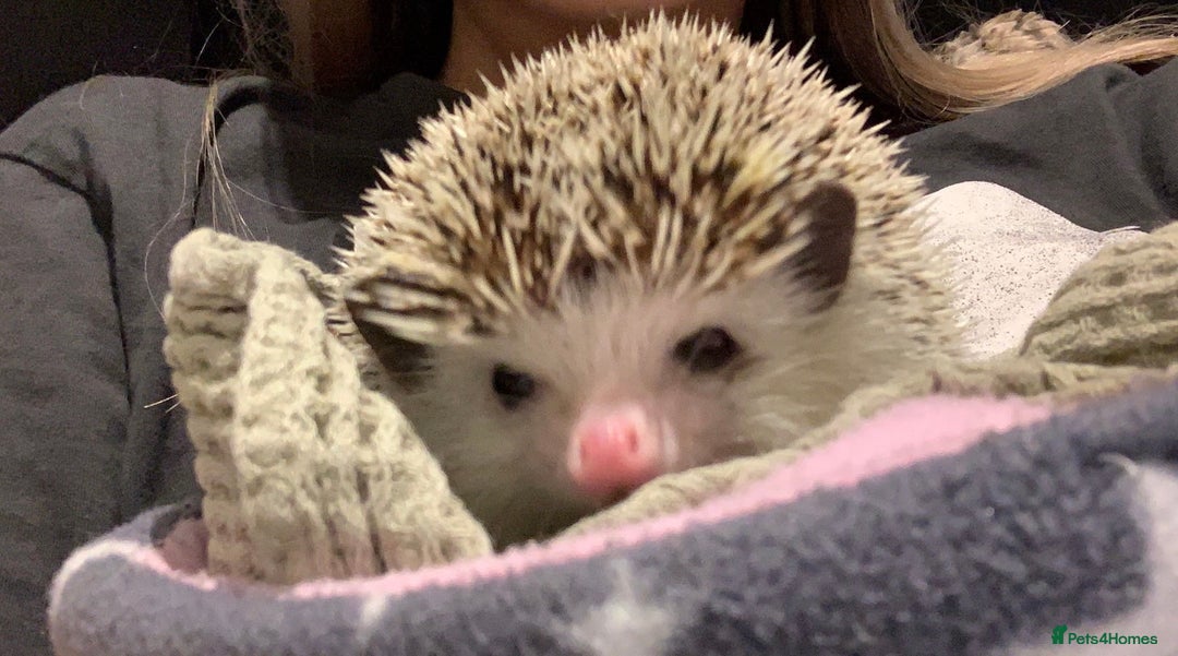 Pygmy Hedgehog rodents for sale: Female African Pygmy Hedgehog - Image 3