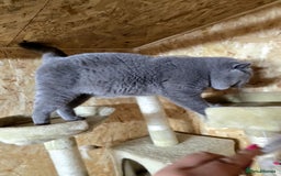 British Shorthair cats for stud: BEST QUALITY STUD -IMPORTED FROM EU in Cheltenham - Image 13
