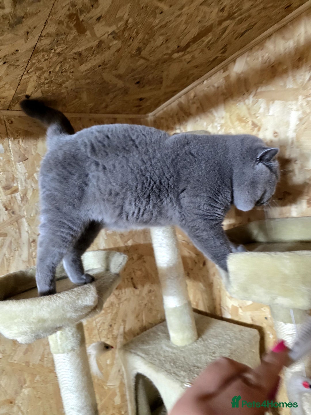 British Shorthair cats for stud: BEST QUALITY STUD -IMPORTED FROM EU in Cheltenham - Image 13
