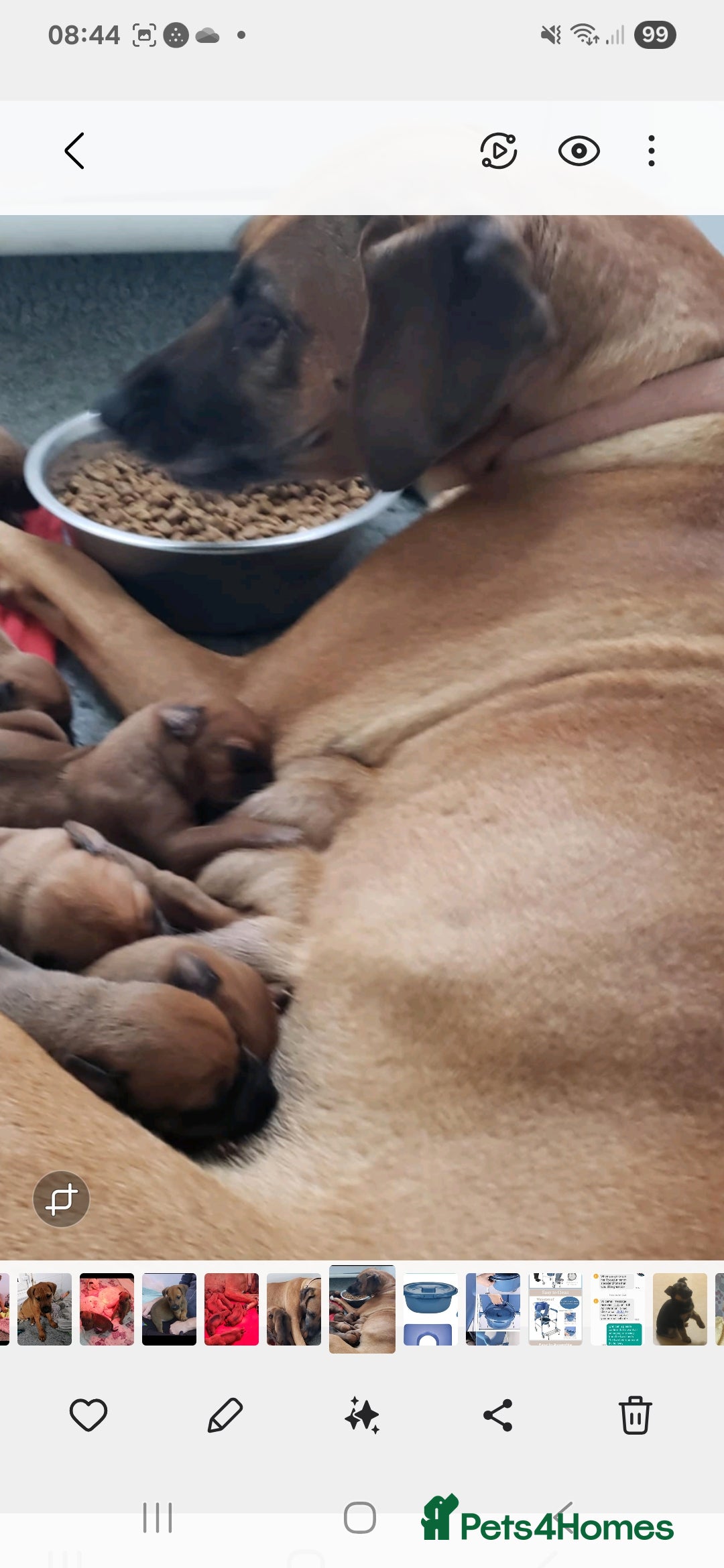 Rhodesian Ridgeback dogs for sale: Rhodesian Ridgeback puppies  - Image 3