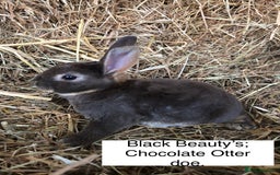 Rex rabbits for sale: Beautiful Pure Breed Velvet Mini Rex babies 🐰  - Image 15
