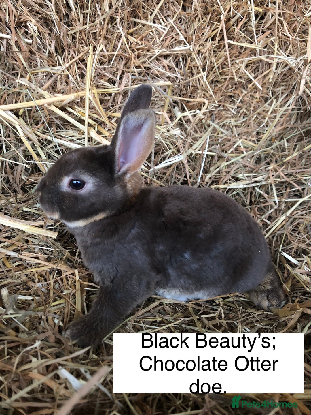 Rex rabbits for sale: Beautiful Pure Breed Velvet Mini Rex babies 🐰  - Image 15