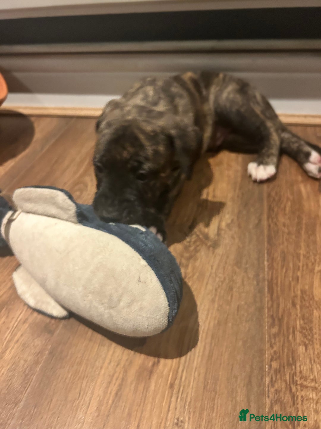Mixed Breed dogs for sale: Bull whippet - Image 5
