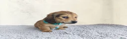 Miniature Dachshund dogs for sale:  Long haired mini dachshunds ready to leave  - Advert 13