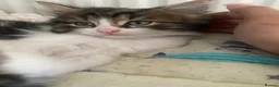 Mixed Breed cats for sale: Kittens  in Northampton - Advert 2