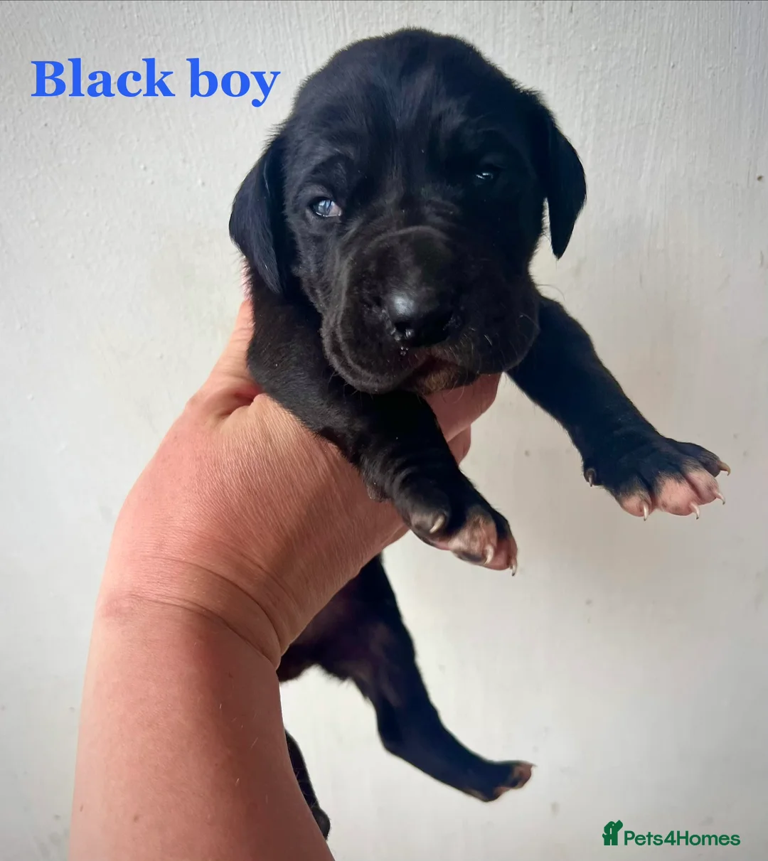 Great Dane dogs for sale: Stunning Great Dane puppies  in Cardiff - Advert 9