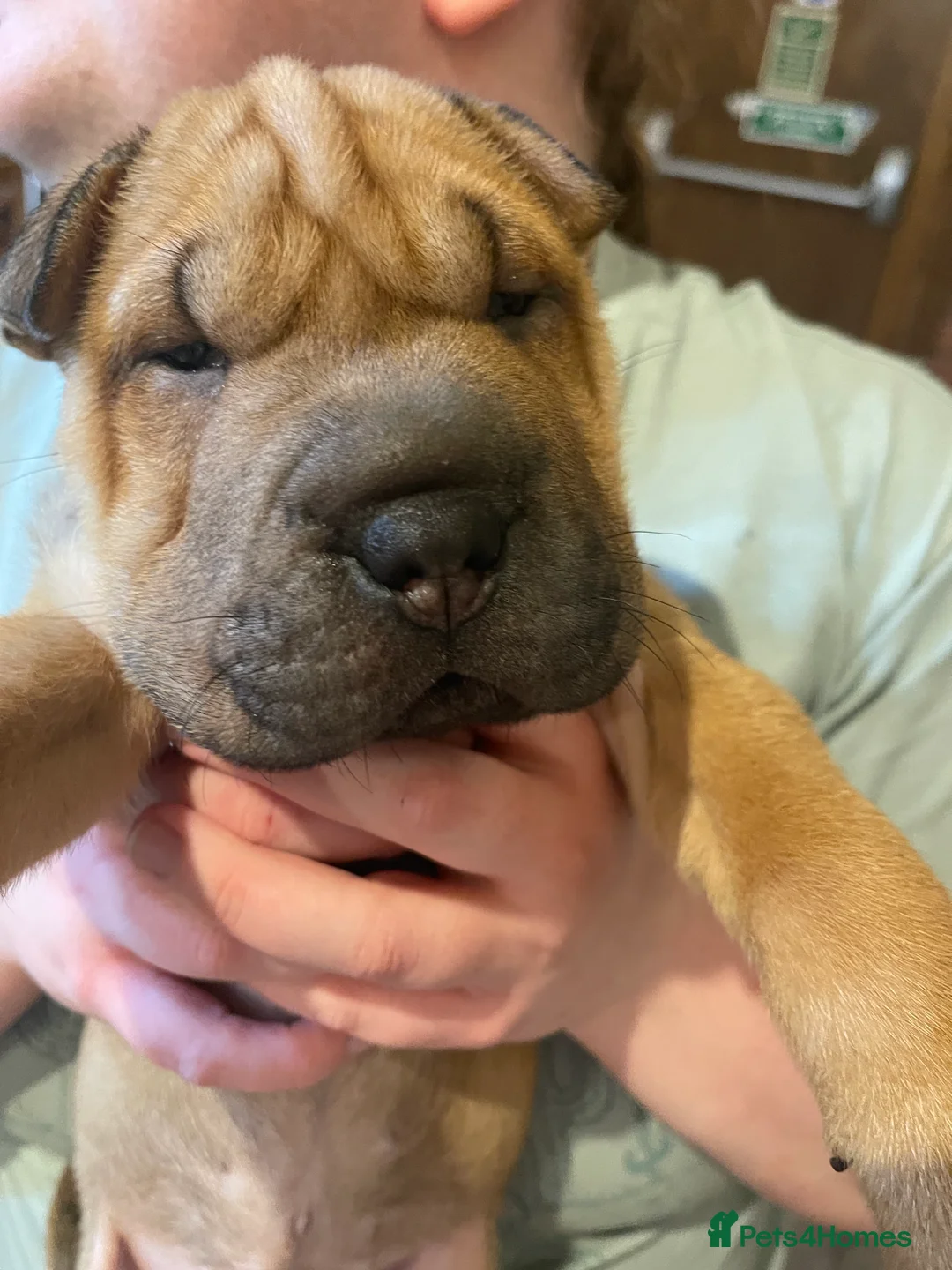 Shar Pei dogs for sale: Shar pei - Advert 18