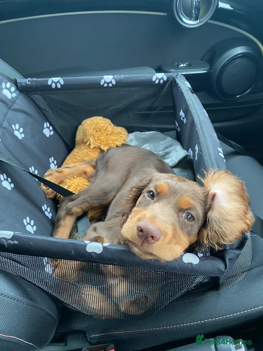 Cocker Spaniel dogs for stud: Choc & tan health tested working cocker in Doncaster - Advert 21
