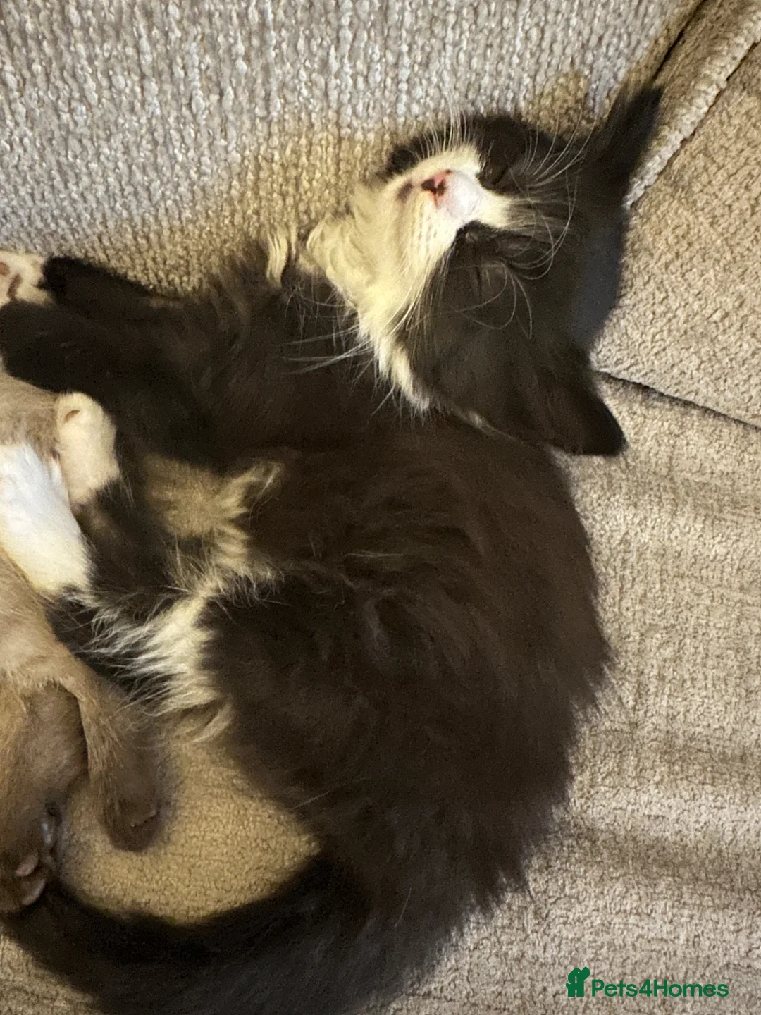 Mixed Breed cats for sale: Kittens for sale - Advert 8