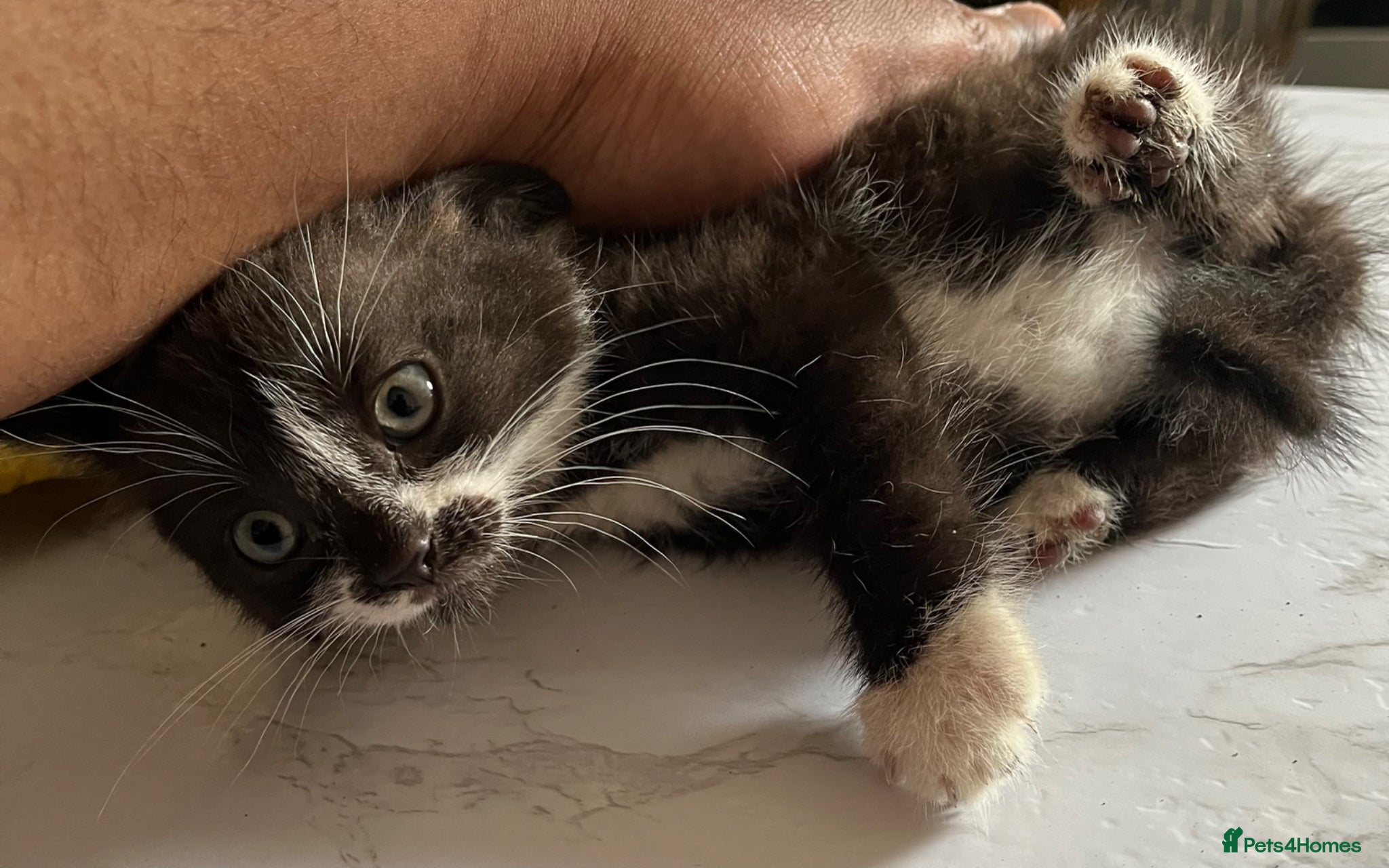Mixed Breed cats for sale: 3 beautiful kittens for sale  - Advert 15