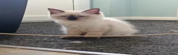 Ragdoll cats for sale: GCCF Registered Ragdoll Kittens  - Advert 3