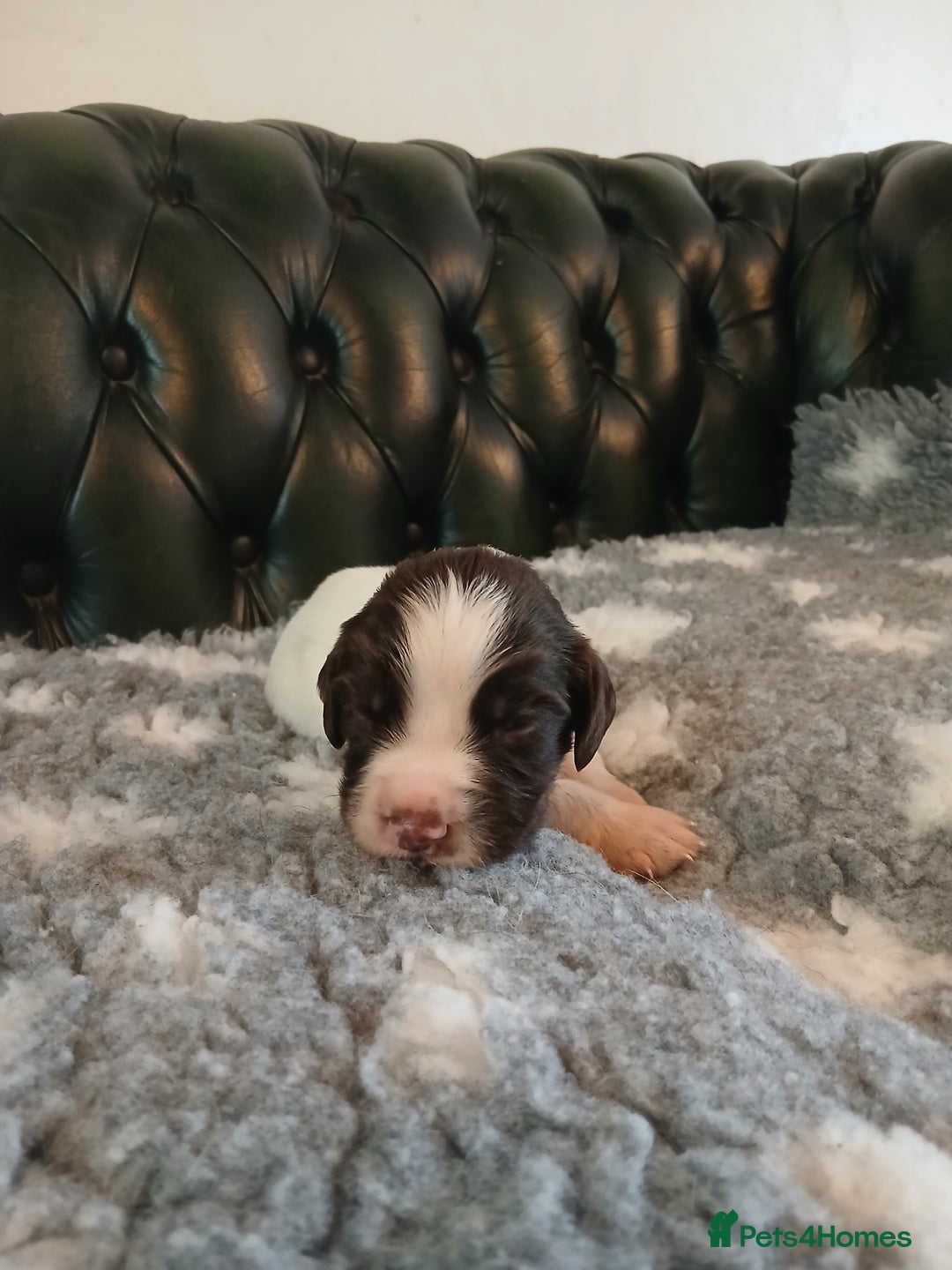 English Springer Spaniel dogs for sale: Kc Reg English Springer spaniel boys in Dorchester - Image 28