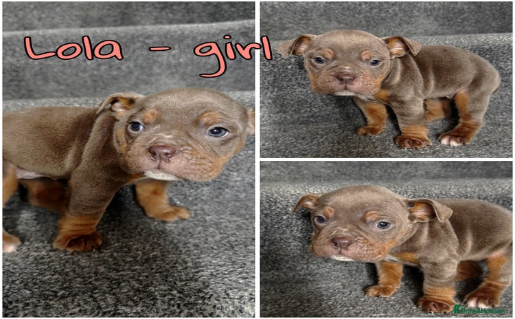 Olde English Bulldogge dogs - Advert 1