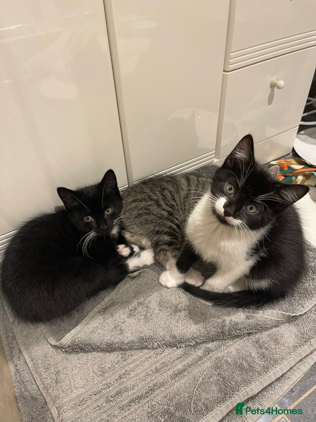 Mixed Breed cats for sale: 5 Gorgeous Happy Babies (Ready to Go) - Image 22