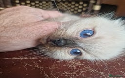 Ragdoll cats for sale: 1 sweet Ragdoll boy looks for a loving family  - Image 21