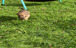 Mixed Breed dogs for sale: Staffy x Australian Kelpie  - Image 6