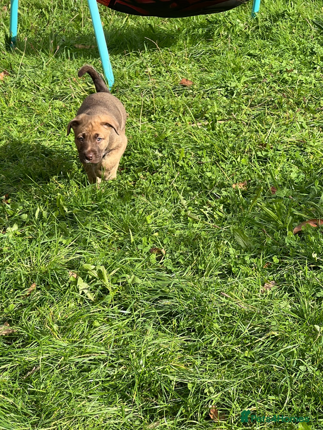 Mixed Breed dogs for sale: Staffy x Australian Kelpie  - Image 6