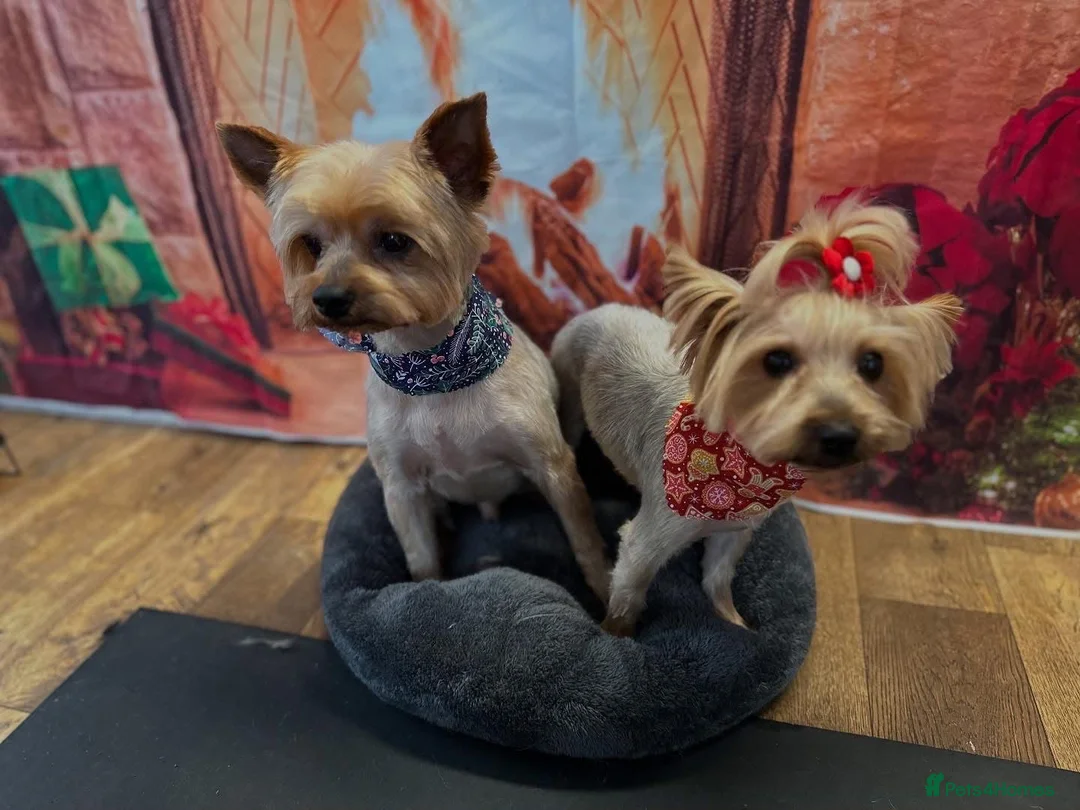 Yorkshire Terrier dogs for sale: Yorkshire terrier in Edinburgh - Advert 6