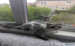 Maine Coon cats for sale: Maine Coon - Image 3