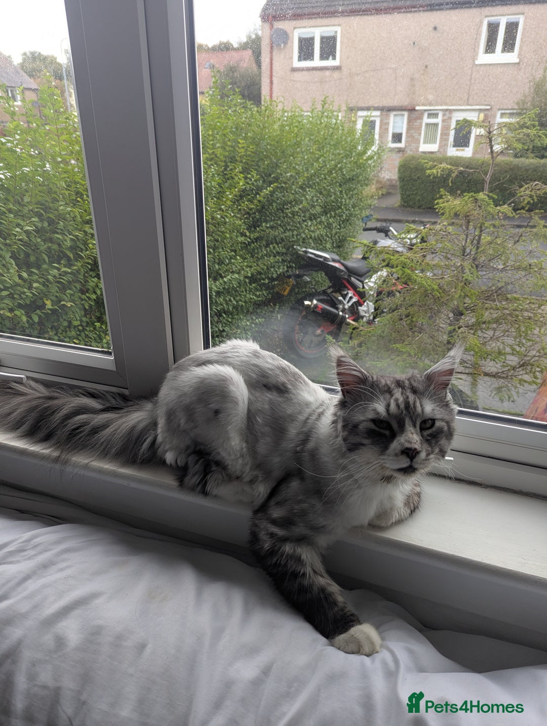 Maine Coon cats for sale: Maine Coon - Image 3