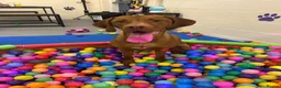 Hungarian Vizsla dogs for sale: 7 month Hungarian Vizsla  - Advert 4
