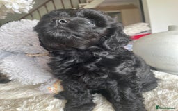 Cavapoo dogs for sale: F1 Cavapoos  - Image 4