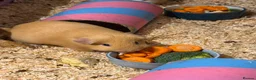 Guinea Pig rodents for sale: 3 Male Guinea Pigs Looking 4 New Forever Home 🐹❤️ - Advert 5