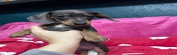 Miniature Dachshund dogs for sale: 4 cute piebald miniature dachshunds available  - Advert 20