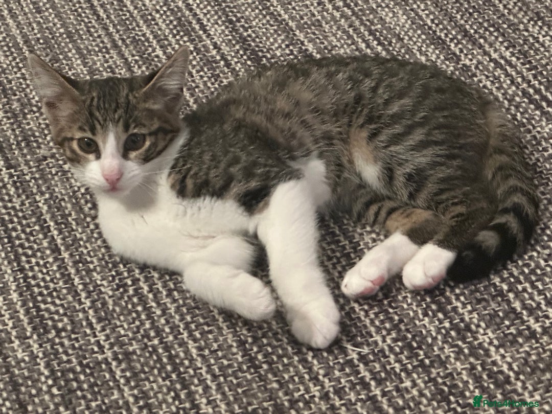 Mixed Breed cats for sale: Savannah F2 Cross - Image 4