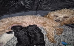 Maltipoo dogs for sale: Maltipoo puppies ready in 8 weeks  - Image 10