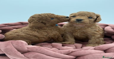 Toy Poodle dogs - Advert 1