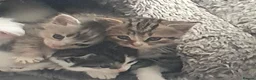 Mixed Breed cats for sale: 10 beautiful cuddly kittens - Advert 2