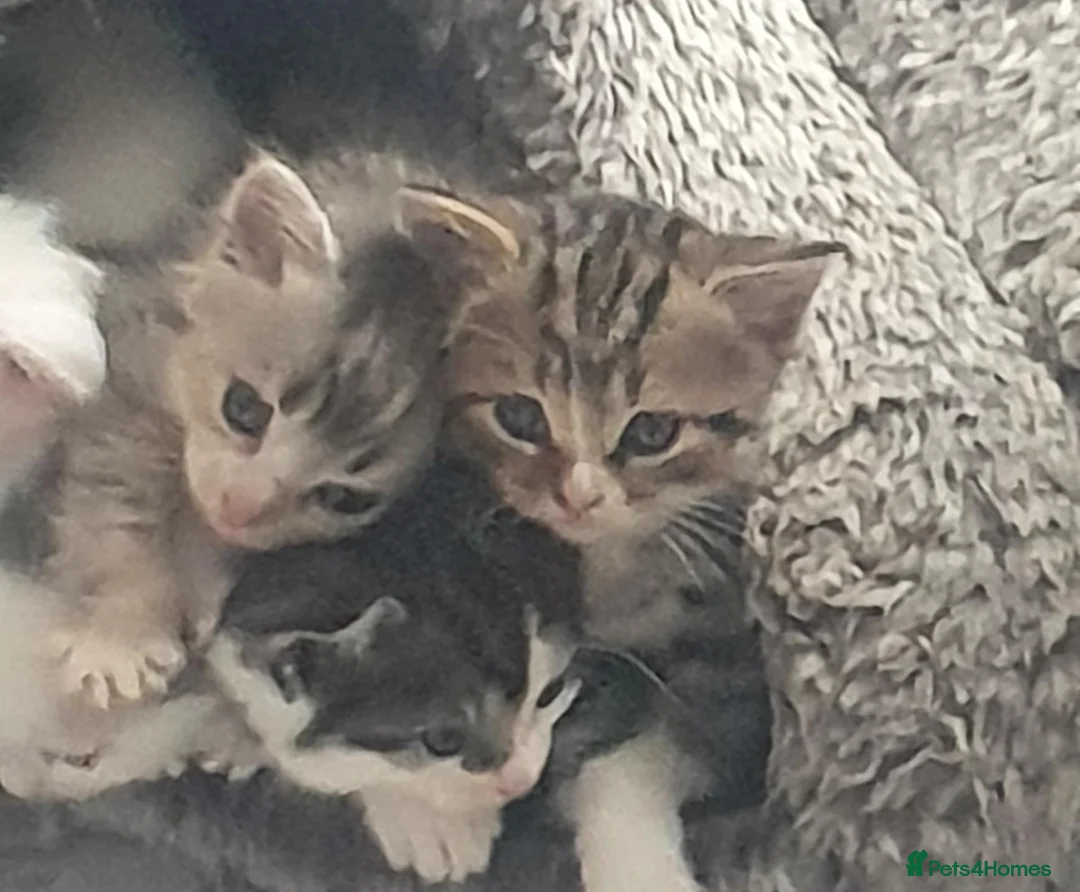 Mixed Breed cats for sale: 10 beautiful cuddly kittens - Advert 2