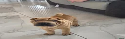 Shar Pei dogs for sale: Male shar pei for sale in Gateshead - Advert 5