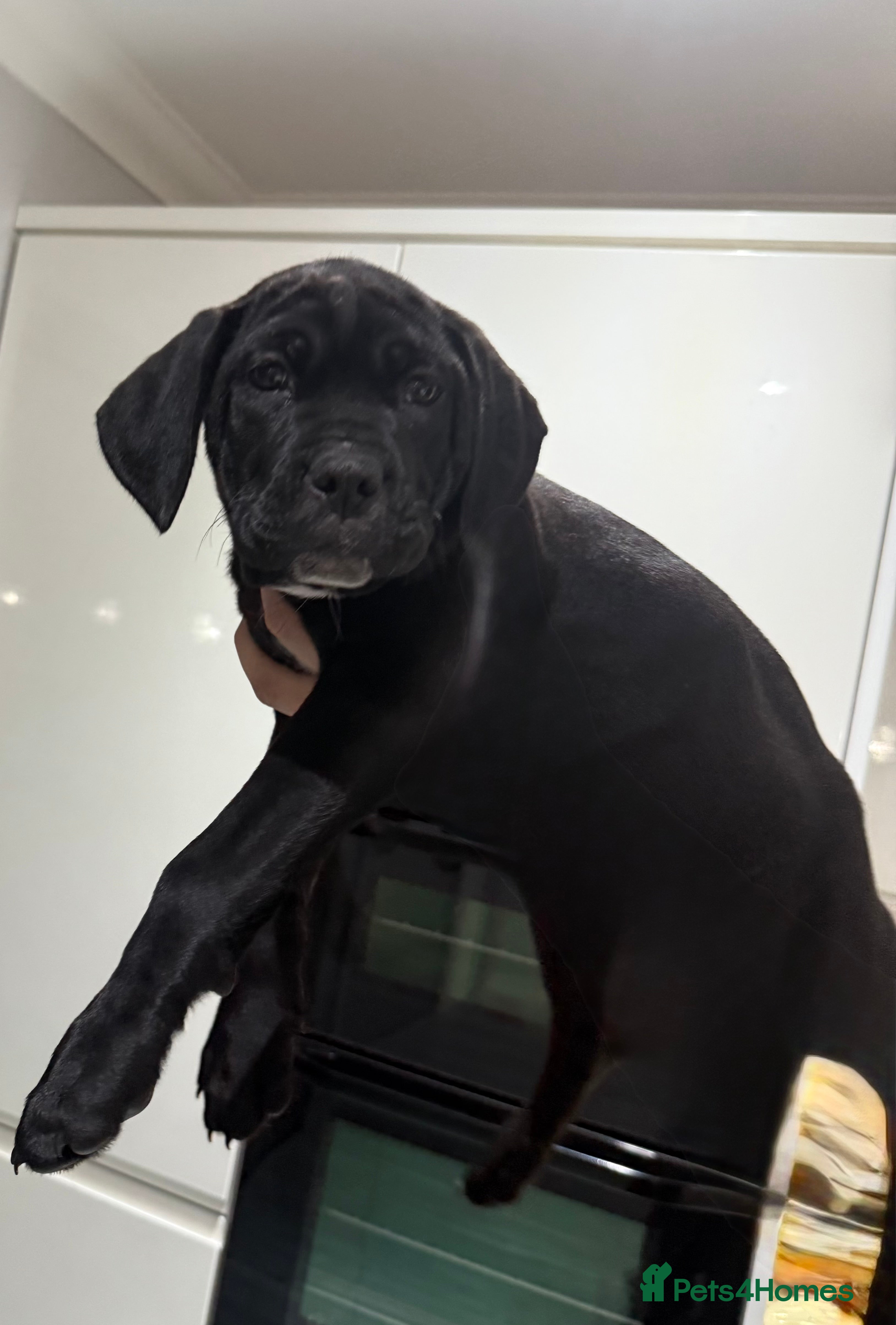 Cane Corso dogs Cane corso puppies - Advert 2