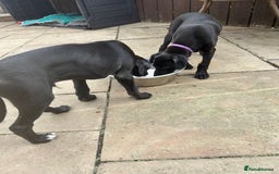 Lurcher dogs for sale: Lurcher puppy for sale - Image 5
