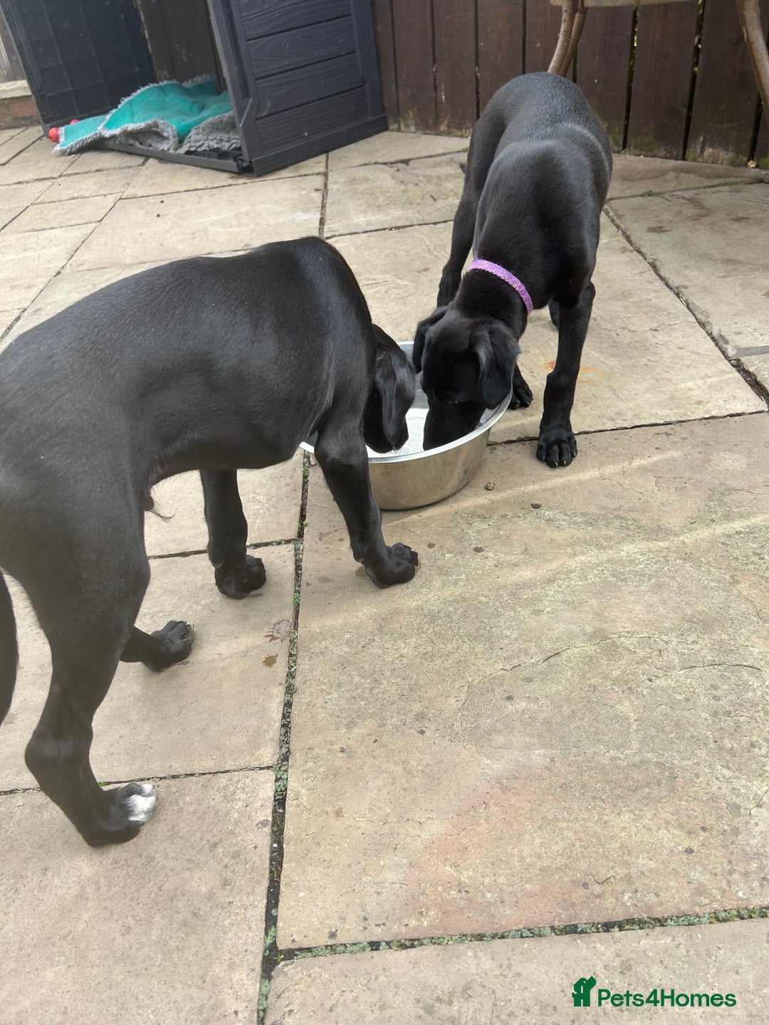 Lurcher dogs for sale: Lurcher puppy for sale - Image 5
