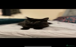 British Longhair cats for sale: Margo - Image 2