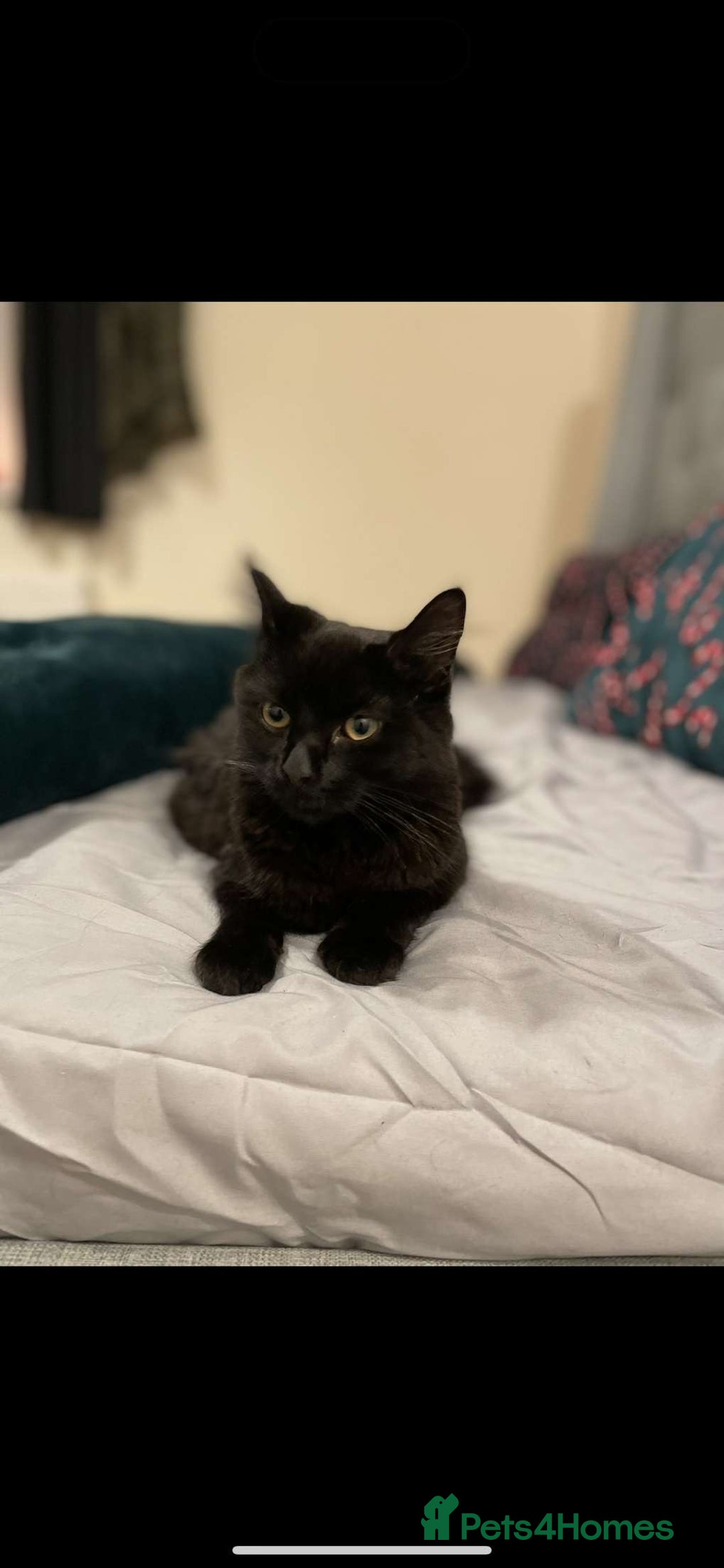 British Longhair cats for sale: Margo - Image 2
