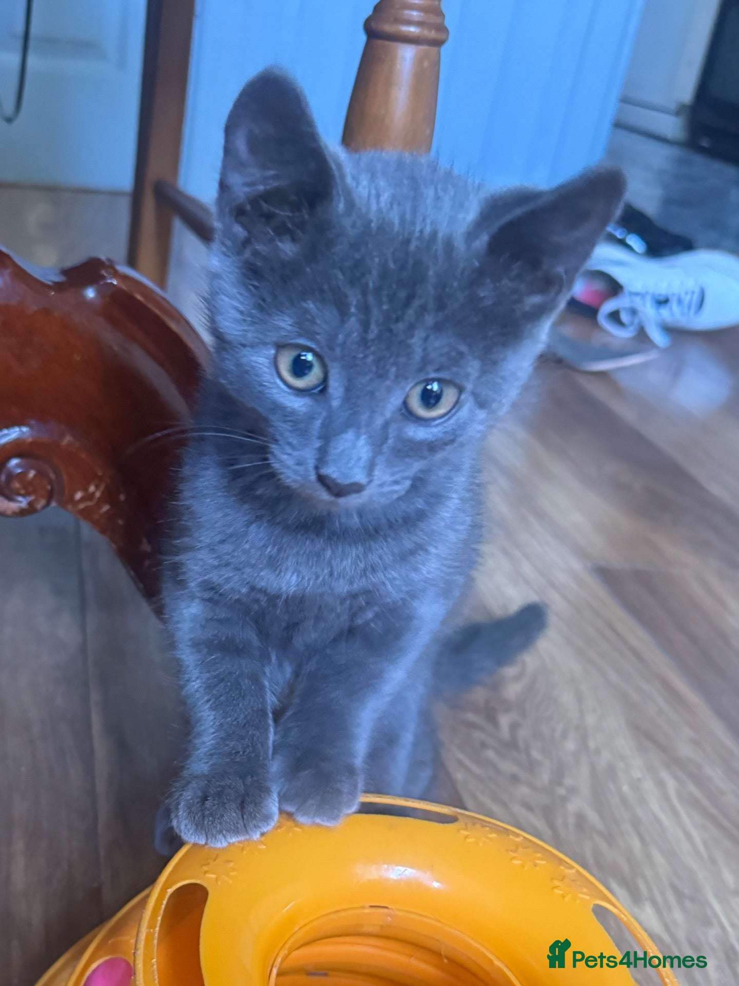Mixed Breed cats Russian blue mix kittens  - Advert 4