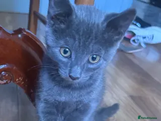 Mixed Breed cats Russian blue mix kittens - Advert 4